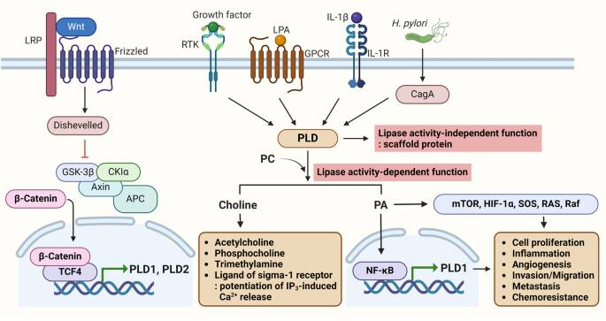 Understanding PD-L1 as a Predictive Biomarker: Clinical Insights for Precision Oncology